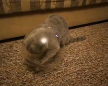 Mirá las maniobras que hace un gato para entrar a un frasco