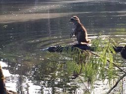 un mapache a bordo de un cocodrilo un mapache a bordo de un cocodrilo