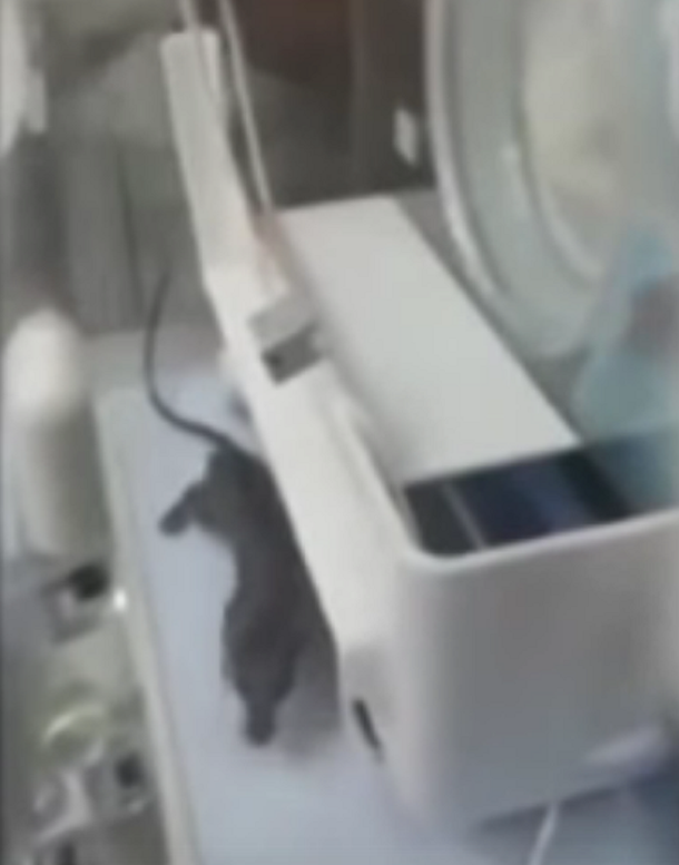 VIDEO: Filman una rata dentro de una incubadora en un hospital de Belice