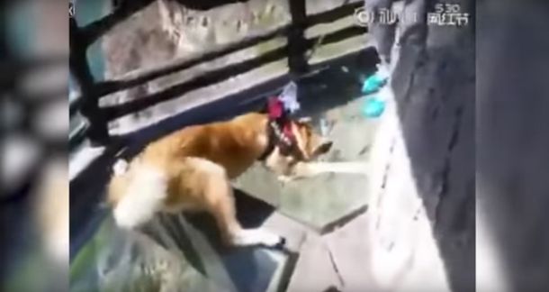 VIDEO: Un perro muerto de miedo por estar en un edificio con piso de vidrio