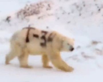 El misterioso mensaje pintado en un oso polar que alarmó a los científicos
