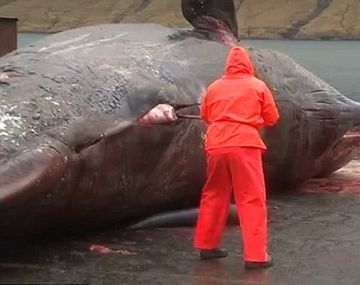 Una ballena explota cuando un biólogo abre su cadáver