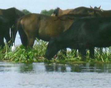 Inundacion