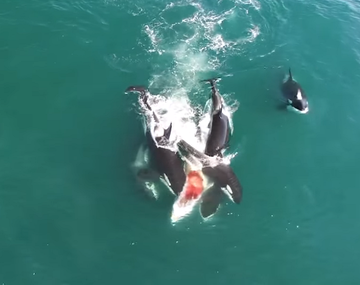 El inusual ataque de orcas que devoraron a una ballena