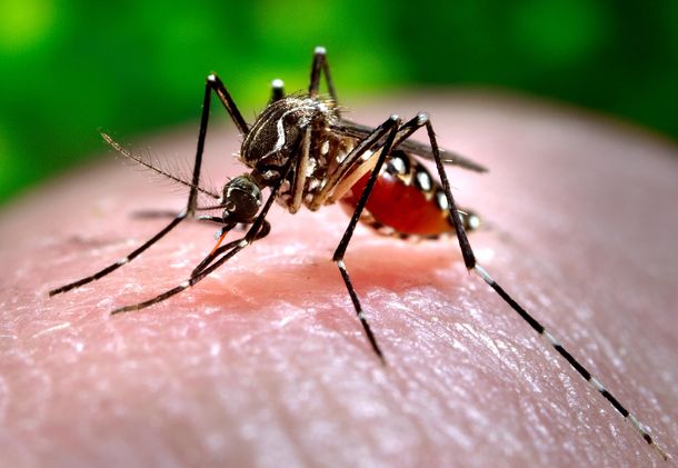 El ministerio de Salud alerta sobre la llegada de una fiebre transmitida por el mosquito del dengue