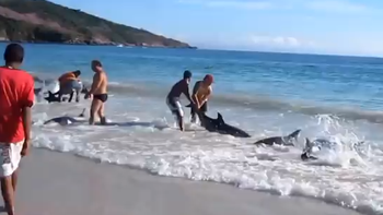 decenas de delfines se encallan en una playa de brasil decenas de delfines se encallan en una playa de brasil