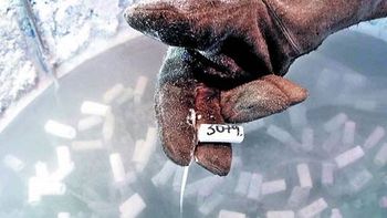 polemica por un proyecto de fecundacion post mortem polemica por un proyecto de fecundacion post mortem