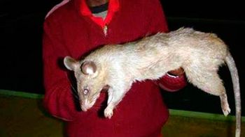 Las ratas gigantes invaden la zona Las ratas gigantes invaden la zona