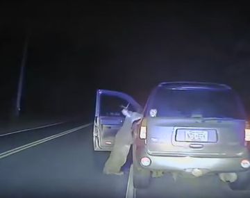 Un ciervo quiere meterse dentro de una camioneta