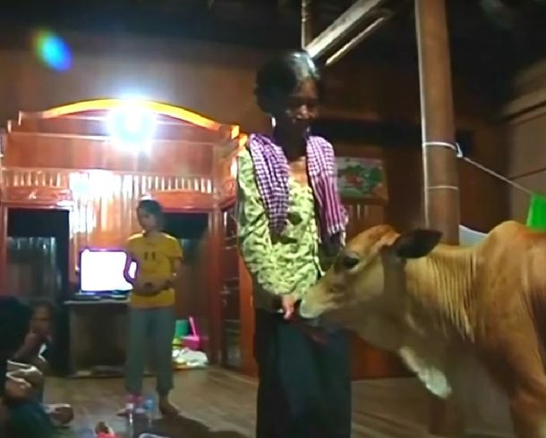 Una mujer piensa que un ternero es la reencarnación de su esposo&nbsp;