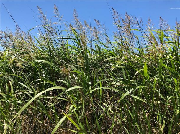 Una empresa exportará las primeras 500 toneladas de sorgo desde Uruguay hacia China.