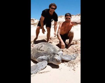 Rescate de tortuga marina