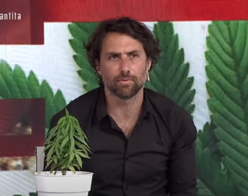 Autocultivo de cannabis medicinal es legal y se terminó el tabú: así presentaron la plantita