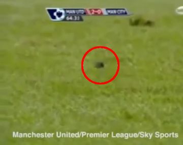 Insólito: el estadio del Manchester United fue invadido por ratones