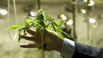 un fallo avala el cultivo de marihuana para consumo personal un fallo avala el cultivo de marihuana para consumo personal