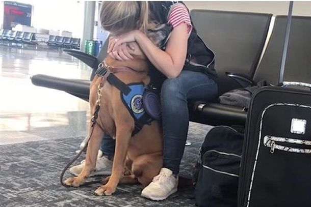 VIDEO: Tuvo un ataque de pánico en el aeropuerto y su perro logró calmarla