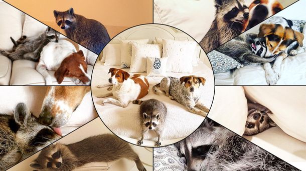 Una mapache que se cree perro tiene cautiva a la web