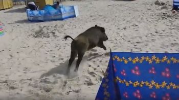video: jabali salvaje ataco a los turistas en una playa de polonia video: jabali salvaje ataco a los turistas en una playa de polonia