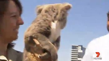 un temible ex boxeador le tiene miedo a un tierno animal un temible ex boxeador le tiene miedo a un tierno animal