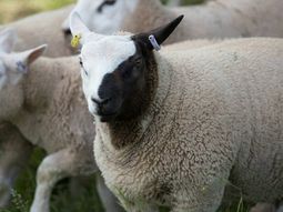 el curioso caso de la oveja blanca que nacio con la cara de dos colores el curioso caso de la oveja blanca que nacio con la cara de dos colores