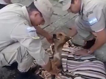 Se busca familia: prefectura rescató a un perro que cayó al agua y piden por sus dueños