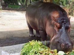 Mataron a golpes al único hipopótamo de El Salvador Mataron a golpes al único hipopótamo de El Salvador