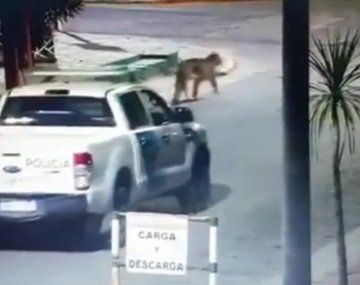Aún no encontraron al puma de Gesell