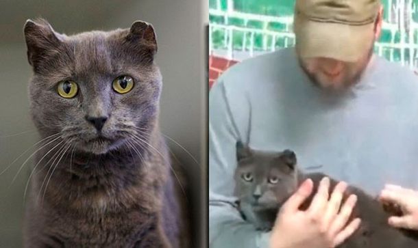 Una gata huyó de su casa para buscar a su dueño y lo encontró 4 años después