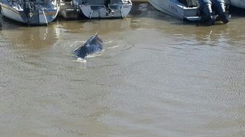 ¿que especie de ballena es la que aparecio en puerto madero? ¿que especie de ballena es la que aparecio en puerto madero?