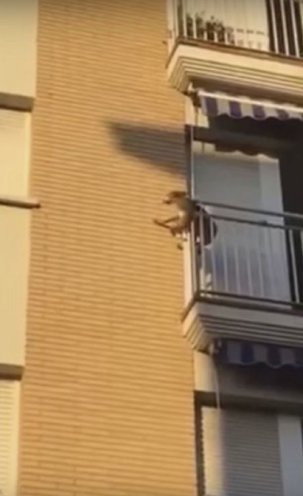 VIDEO: Un perro saltó al vacío tras pasar horas sin agua ni comida en un balcón