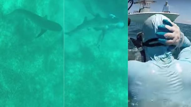Un tiburón le mordió la cabeza y sobrevivió
