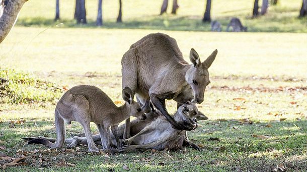 Un fotógrafo capturó el momento más doloroso de una familia de canguros