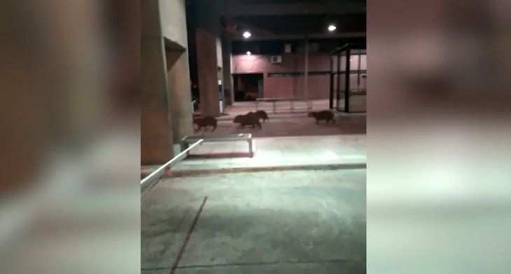 ¿Se van a Uruguay porque los rechazan en Nordelta? Captan a carpinchos cruzando la frontera