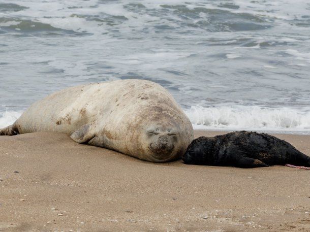 Sorpresa en Mar del Plata: nació una cría de elefante marino frente al ex Asilo Unzué