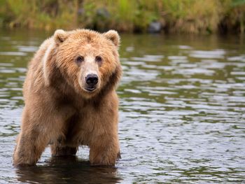 Un oso lo atacó y lo guardó durante casi un mes para comérselo más tarde