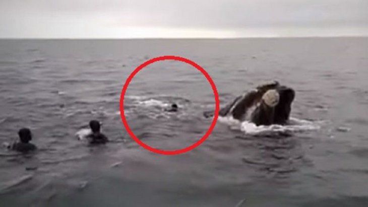 Río Negro: denunciaron a un grupo de buzos por intentar montar una ballena franca