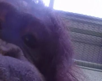 Esto pasa si se le da una GoPro a un orangután