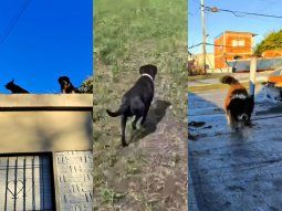 Triple crimen: rescataron a los perros que quedaron a la deriva en la casa del horror de Florencio Varela
