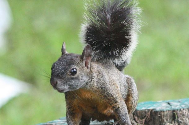 Alarma en el Conurbano por una invasión de ardillas: pueden contagiar la leptospirosis