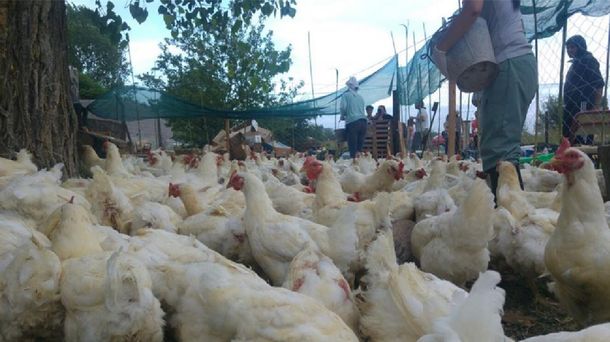Rescataron casi 1000 gallinas abandonadas en Cresta Roja