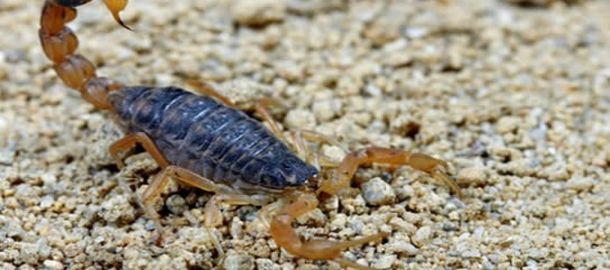 Alerta por una invasión de alacranes en Florencio Varela