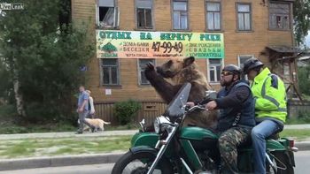 Un oso en moto es furor en Rusia Un oso en moto es furor en Rusia