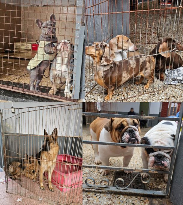Maltrato animal: clausuraron un criadero ilegal en Villa Urquiza y rescatan a 13 perros y un loro silvestre