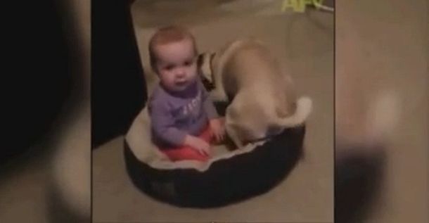 Mirá cómo este perro se la ingenia para echar de su cucha a un bebé