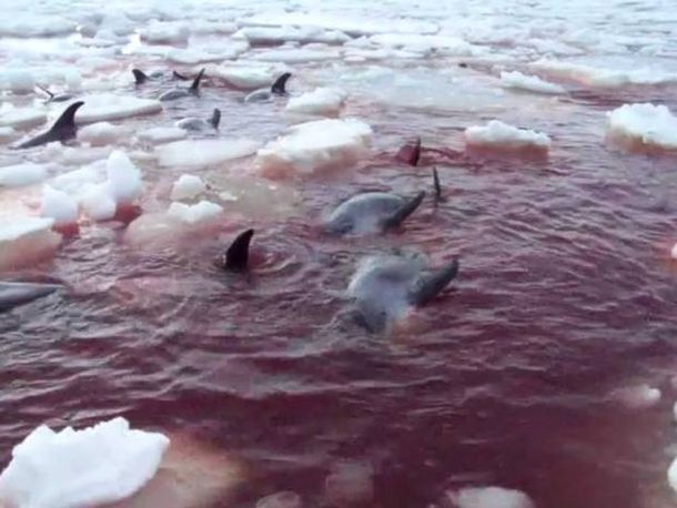 Más de 30 delfines murieron atrapados en el hielo