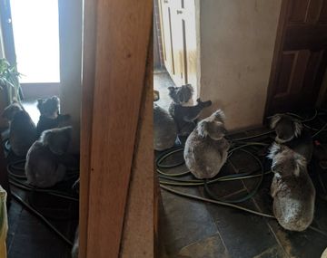 Una pareja rescató del fuego a seis koalas y los alojó en su casa: los encontraron abrazados por miedo