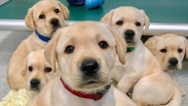 Consejos para que tu perro se relacione feliz y sin miedos al andar