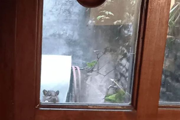 Comparten la imagen más tierna en medio de una invasión de enormes ratas