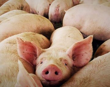 Granjas industriales de cerdos chinas: se reveló la millonaria cifra del agua que usarán