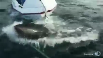 panico por un tiburon que ataca un bote panico por un tiburon que ataca un bote